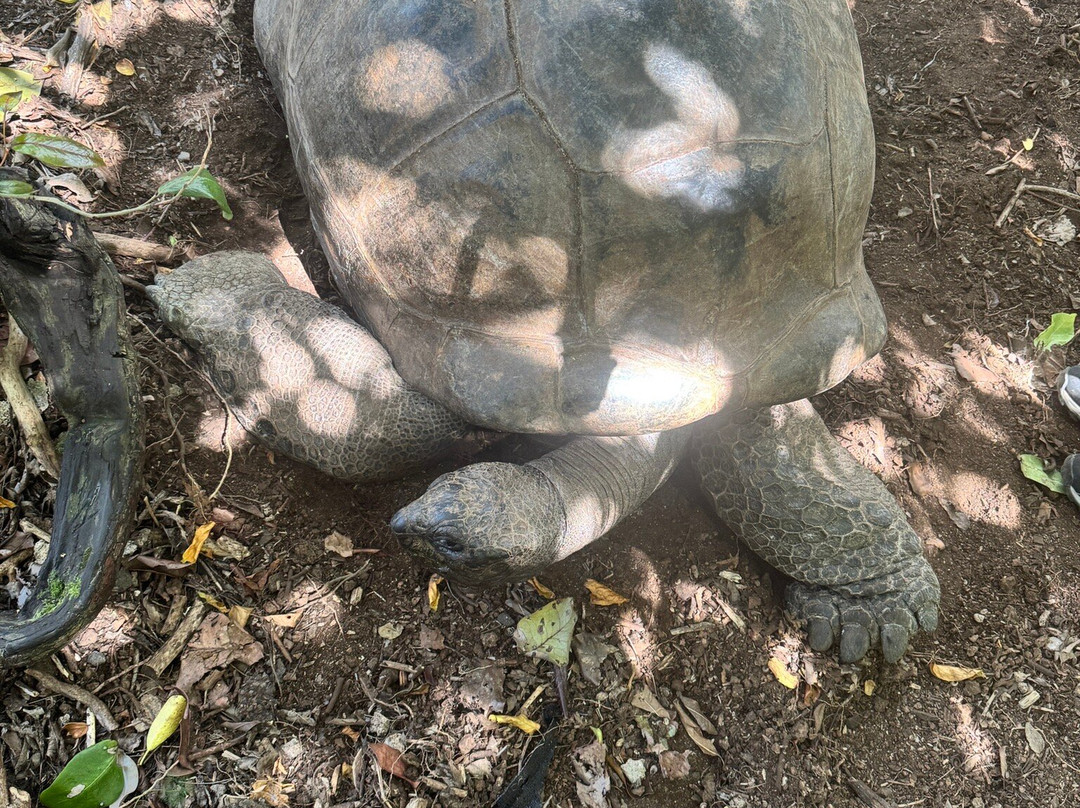 Mauritian Wildlife Foundation (MWF)-Vacoas必去景点