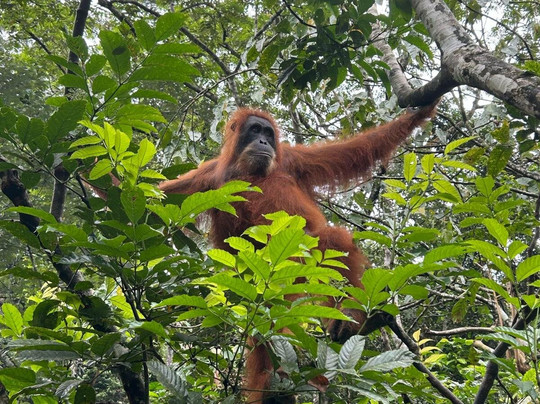 Adventure Orangutan Wildlife-棉兰必去景点
