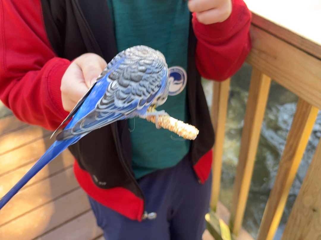 Sylvan Heights Bird Park-Scotland Neck必去景点