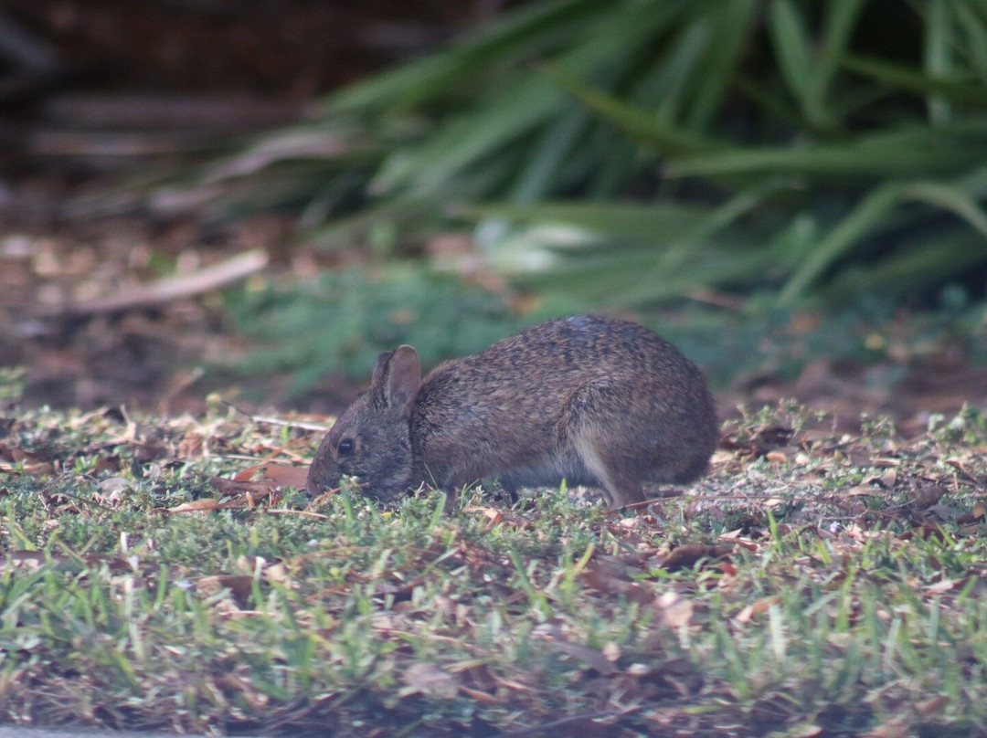Mirasol Park-棕榈滩花园必去景点