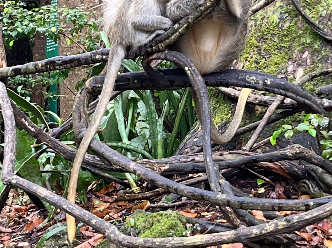 Barbados Wildlife Reserve景点图片