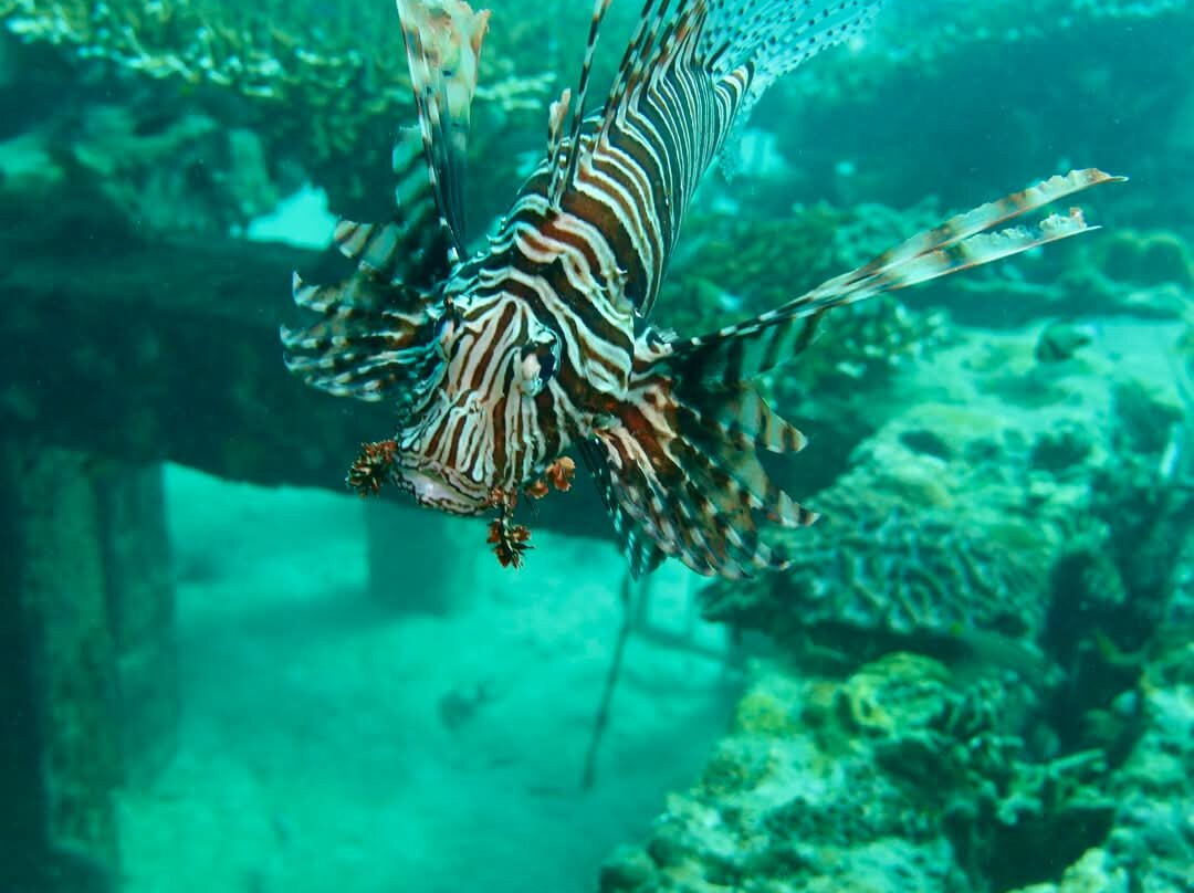 Phi Phi Dive Club - Day Tours-大皮皮岛必去景点