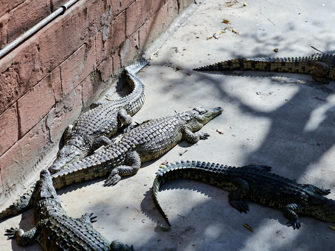 Crocodile Park Victoria Falls景点图片