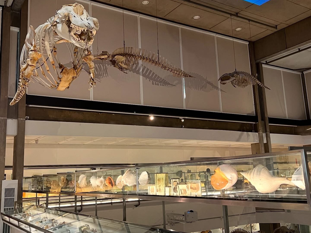 University Museum of Zoology景点图片