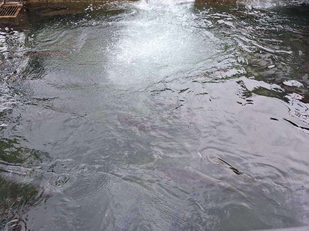 Truite de Banka-Banca必去景点