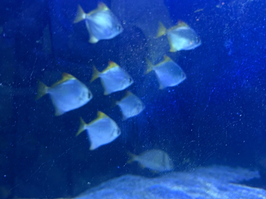 Hastings Aquarium-海斯廷斯必去景点
