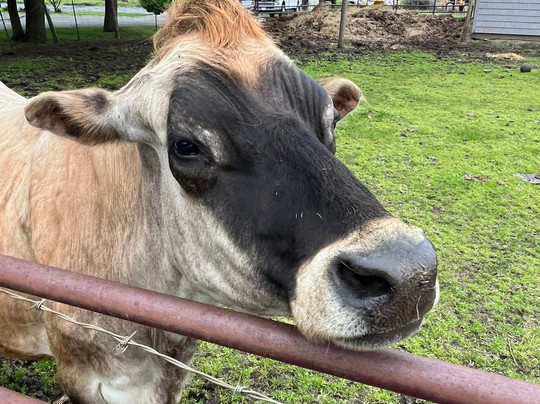 Scoups Homemade Ice Cream-Loudonville必去景点