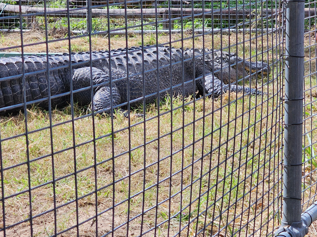 Koorana Crocodile Farm景点图片