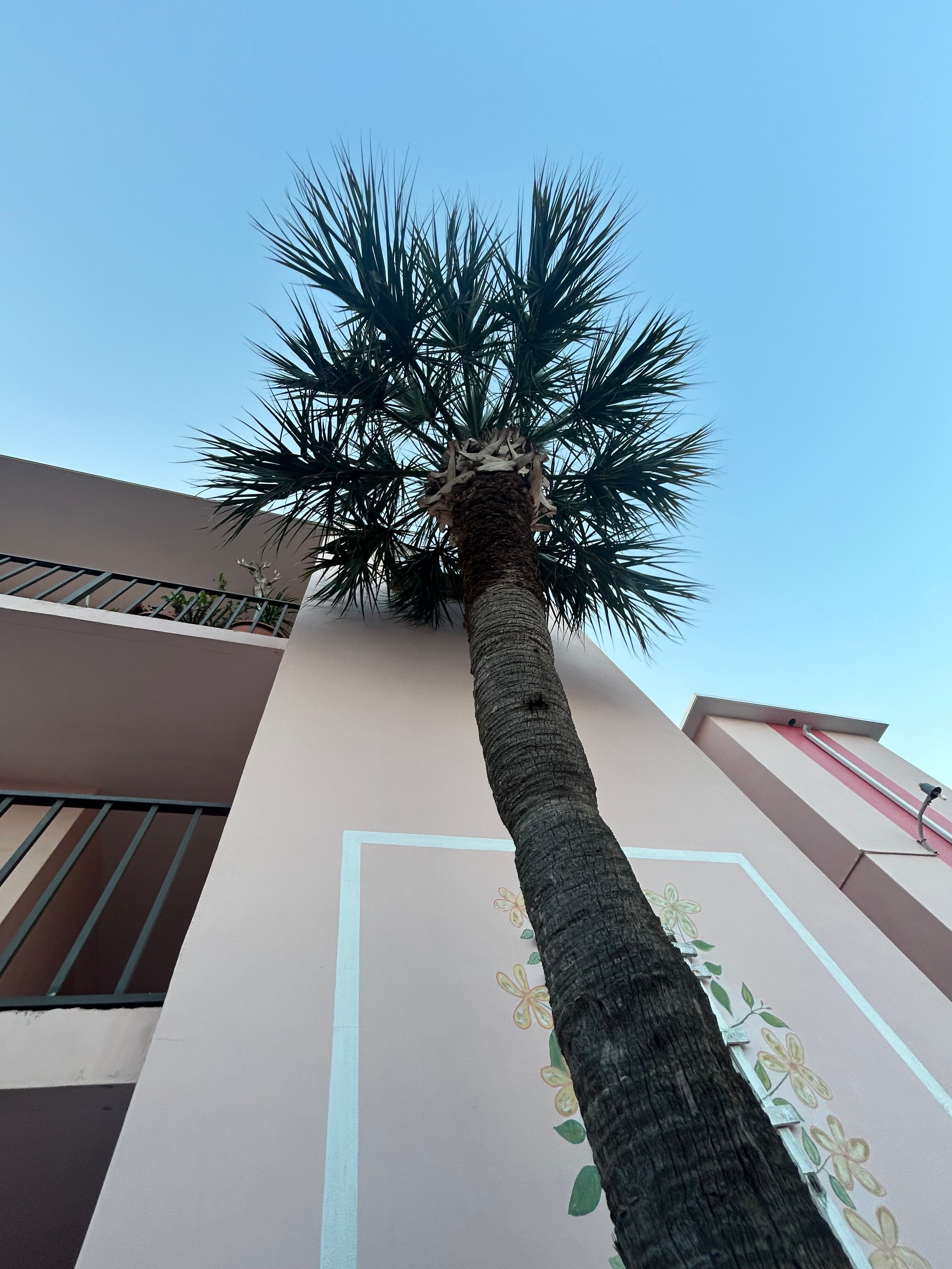 Tropical Manor-官方