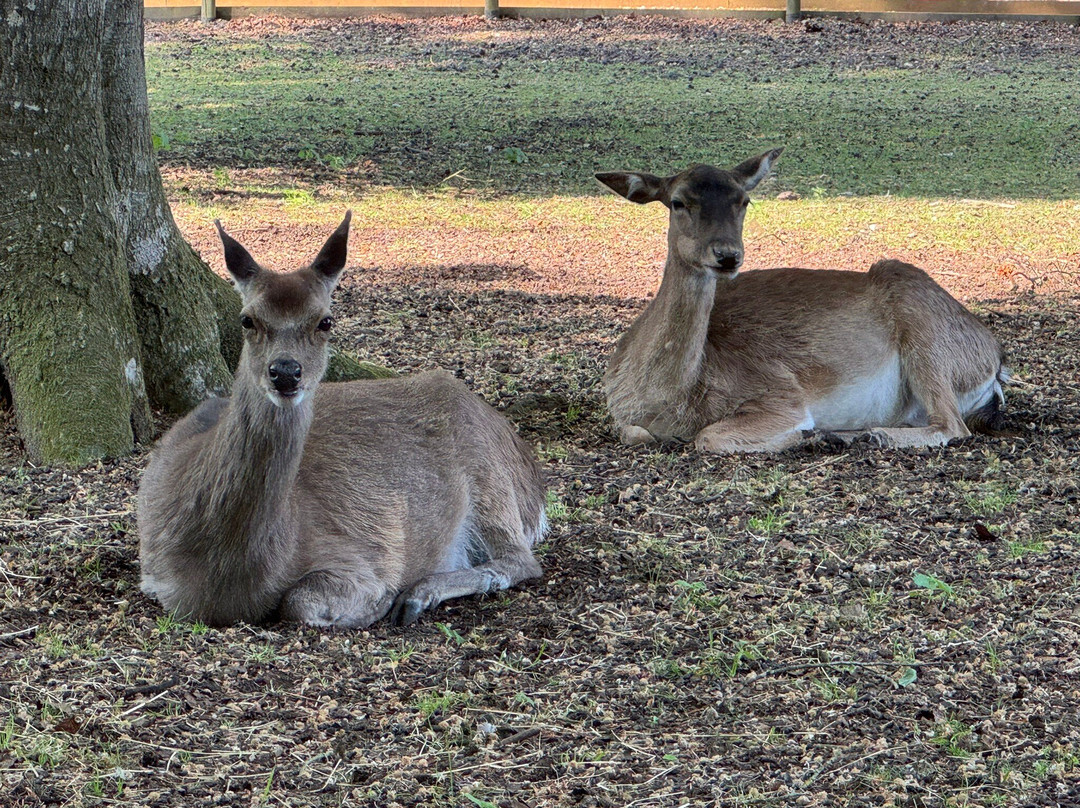 New Forest Wildlife Park景点图片