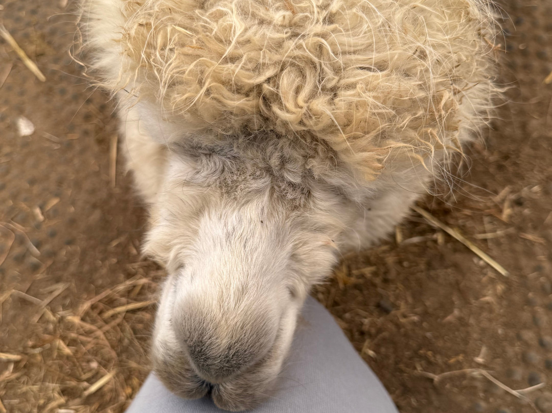 Stubbs Farm Alpacas-Loddon必去景点