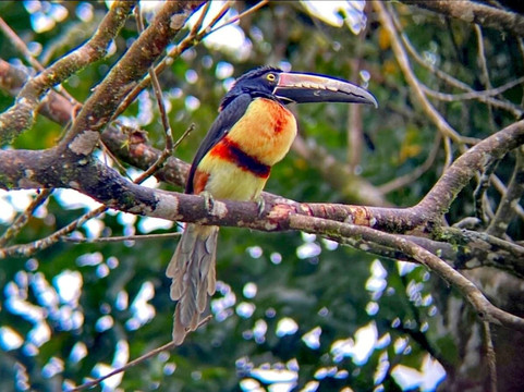 Eleven Tranfers and Tours-利比里亚必去景点