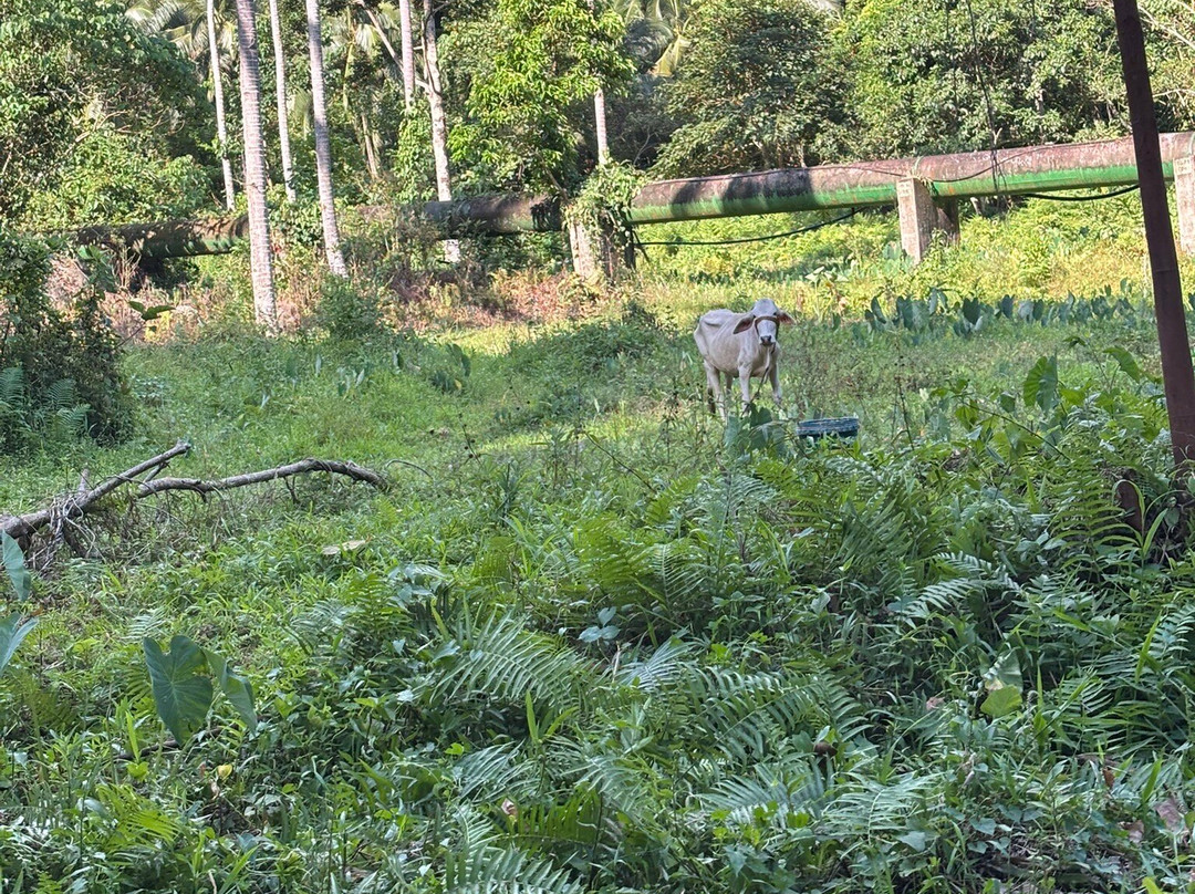Ditumabo Mother Falls-巴莱尔必去景点