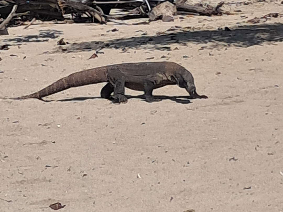 Top Komodo Tours-Labuan Bajo必去景点