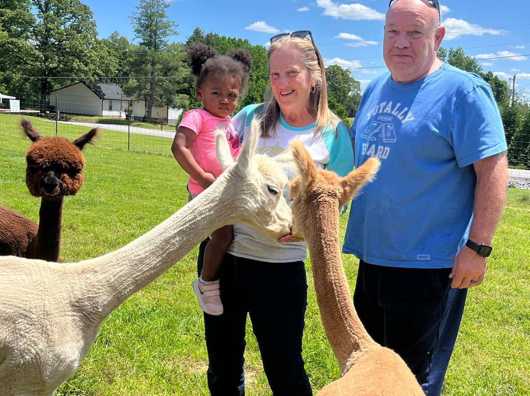 Misty Pond Alpaca Farm & Store-帕迪尤卡必去景点