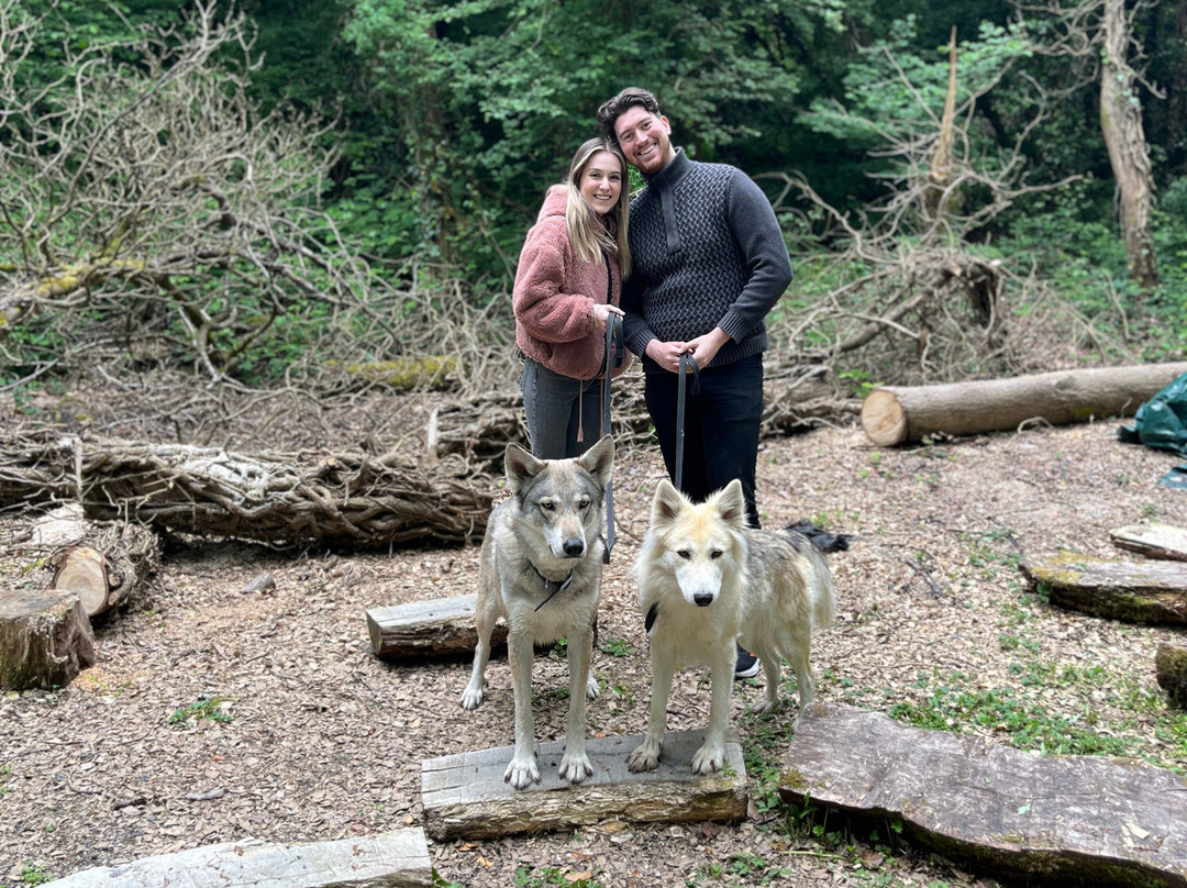 Watermill Wolves Wolf-dog Actors-Bexhill-on-Sea必去景点