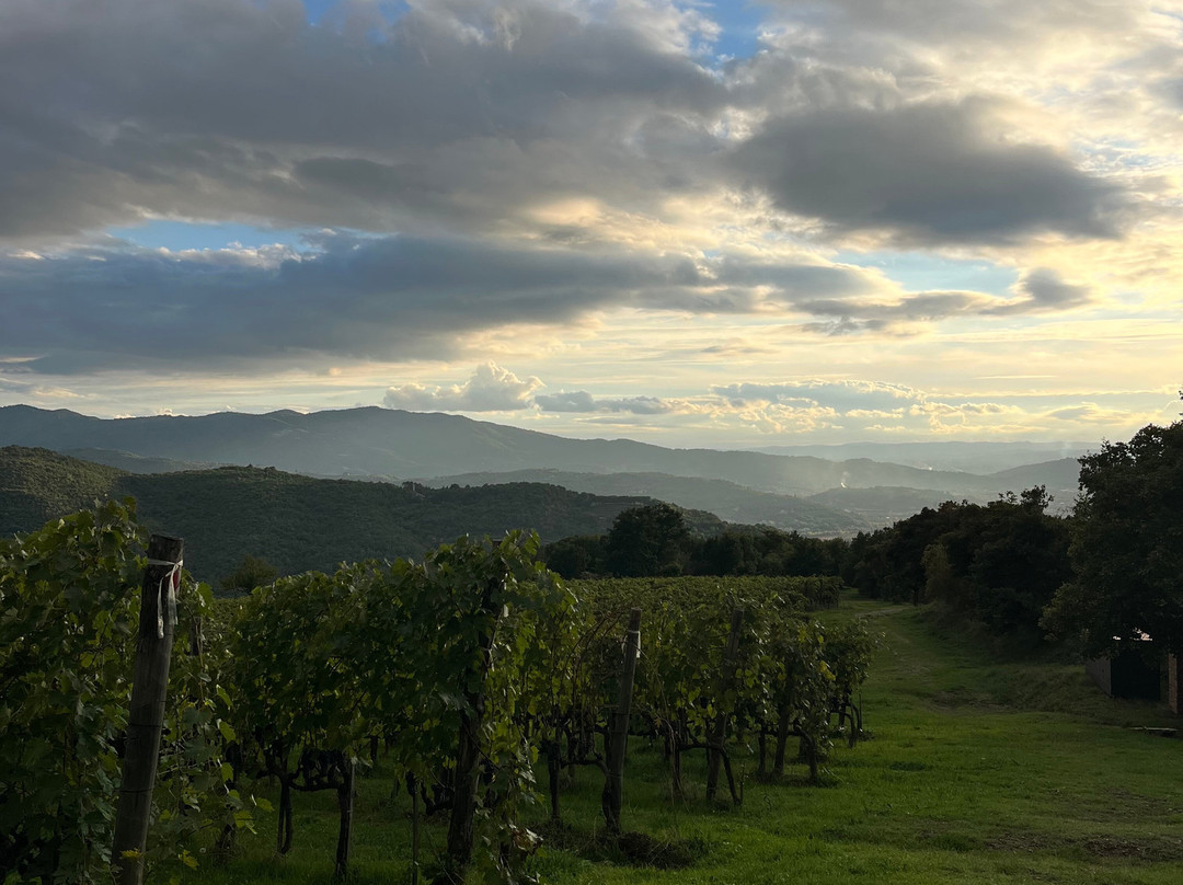 Pomaio - Wines & Hospitality景点图片