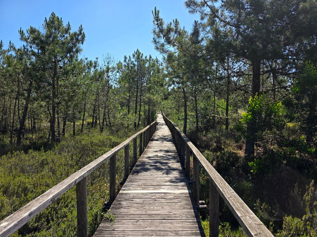 Reserva Natural das Dunas de Sao Jacinto景点图片