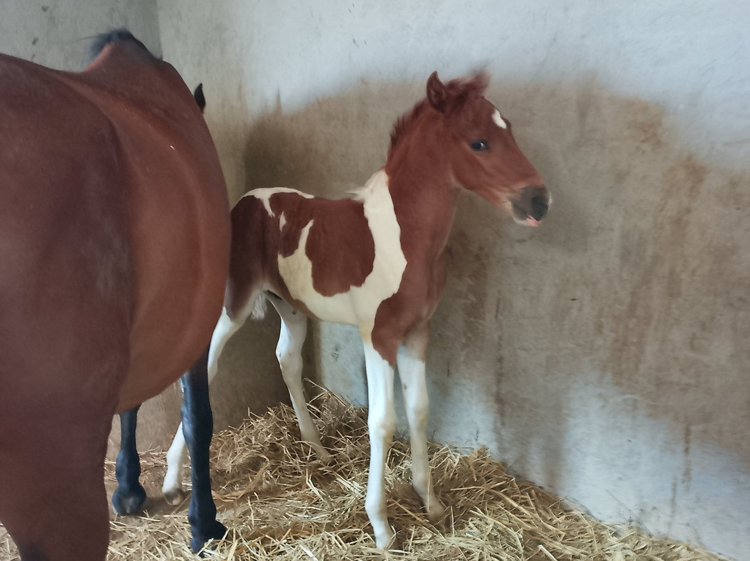 Horse Safari Hurghada-赫尔格达必去景点