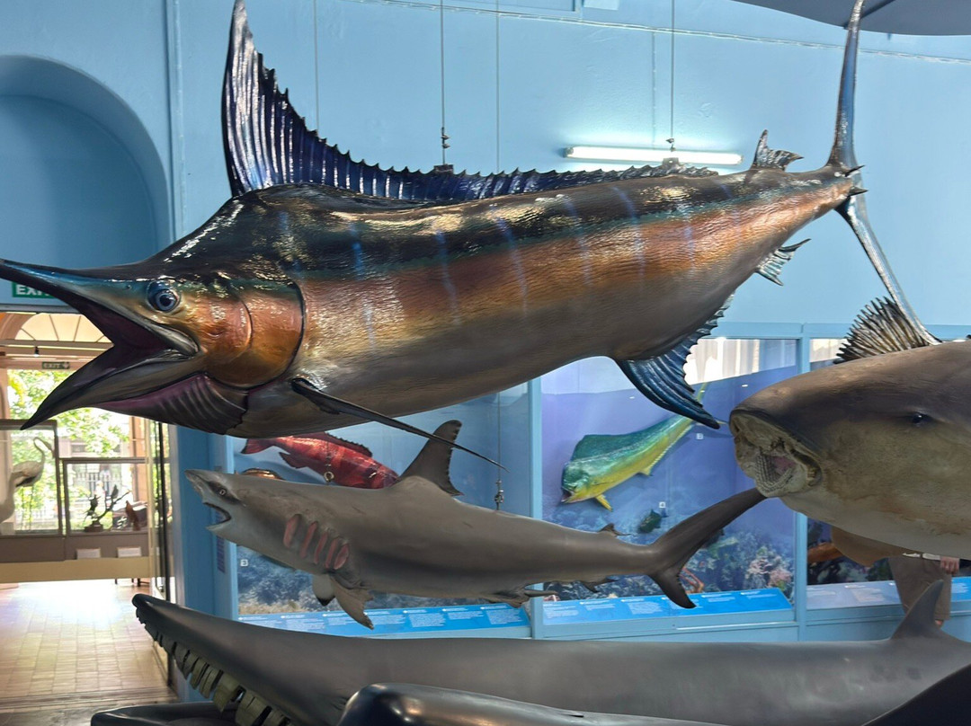 Natural History Museum-路易士港必去景点