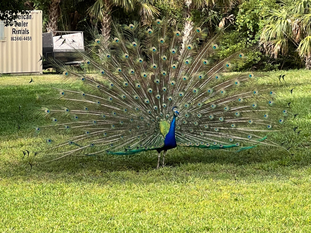Weeki Wachee Springs State Park景点图片