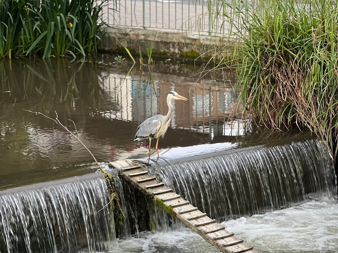 Jellicoe Water Gardens景点图片