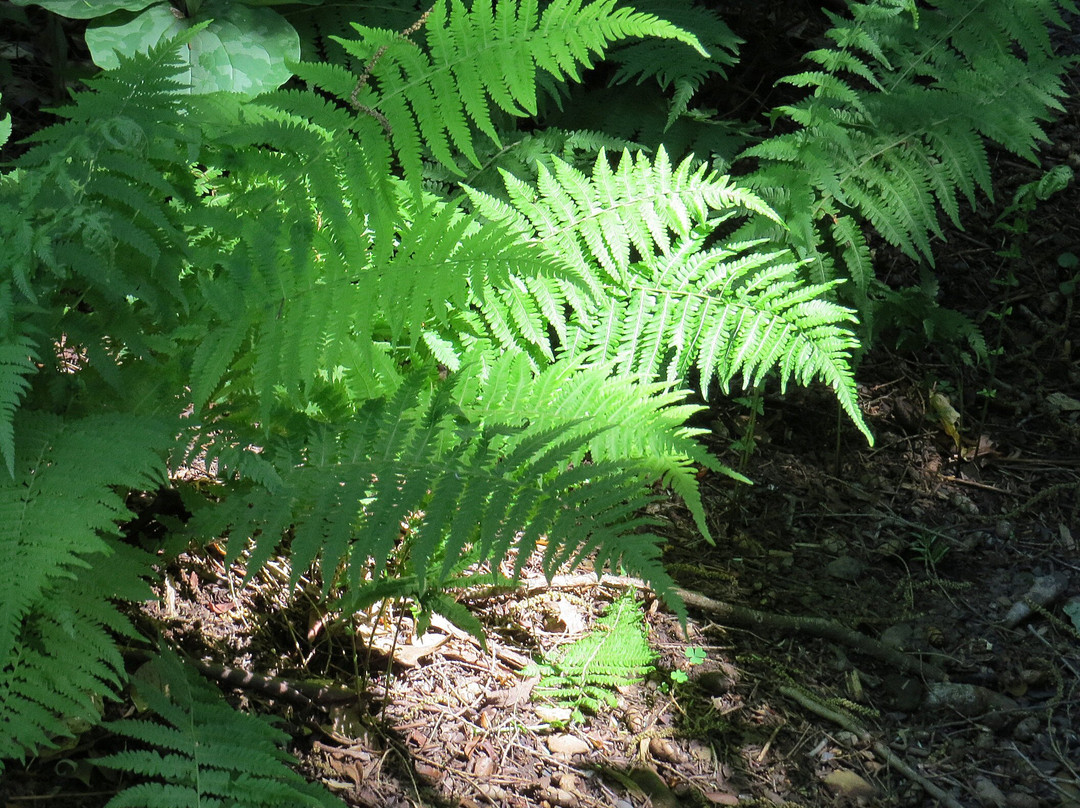 Leonard J. Buck Garden-Far Hills必去景点
