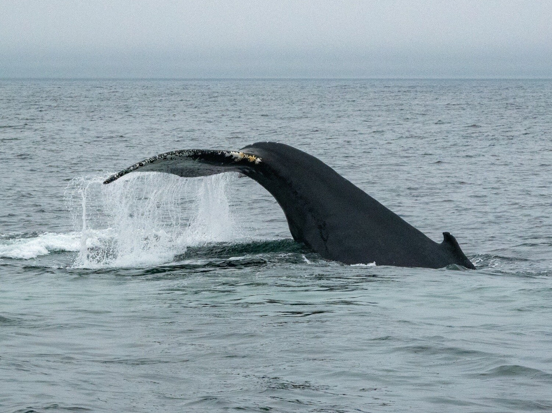 Provincetown Whale Watch-普罗温斯敦必去景点