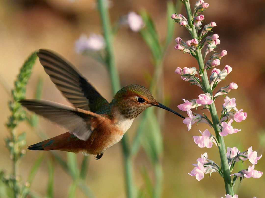 Floras Lake House Bed & Breakfast主图