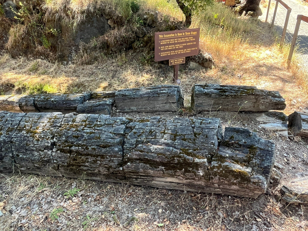 Petrified Forest-卡利斯托加必去景点