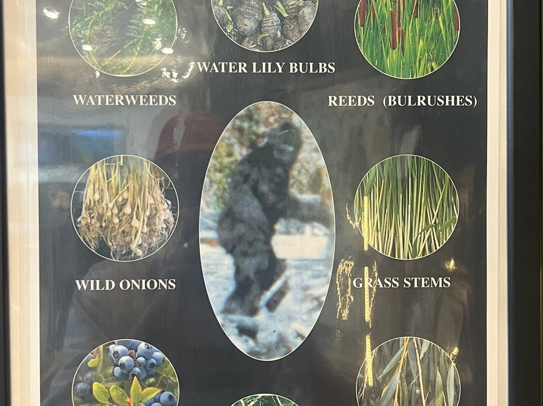 Harrison Visitor Information Centre & Sasquatch Museum-哈里逊温泉必去景点