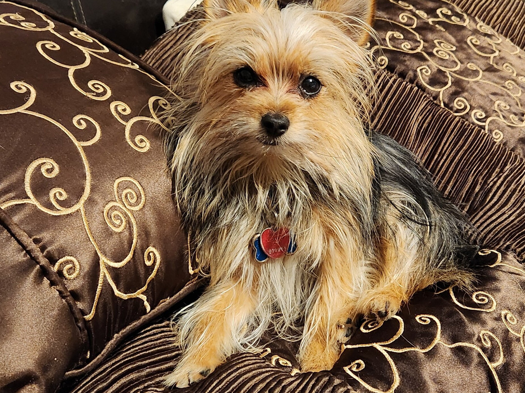 La Quinta Inn & Suites by Wyndham Muskogee主图