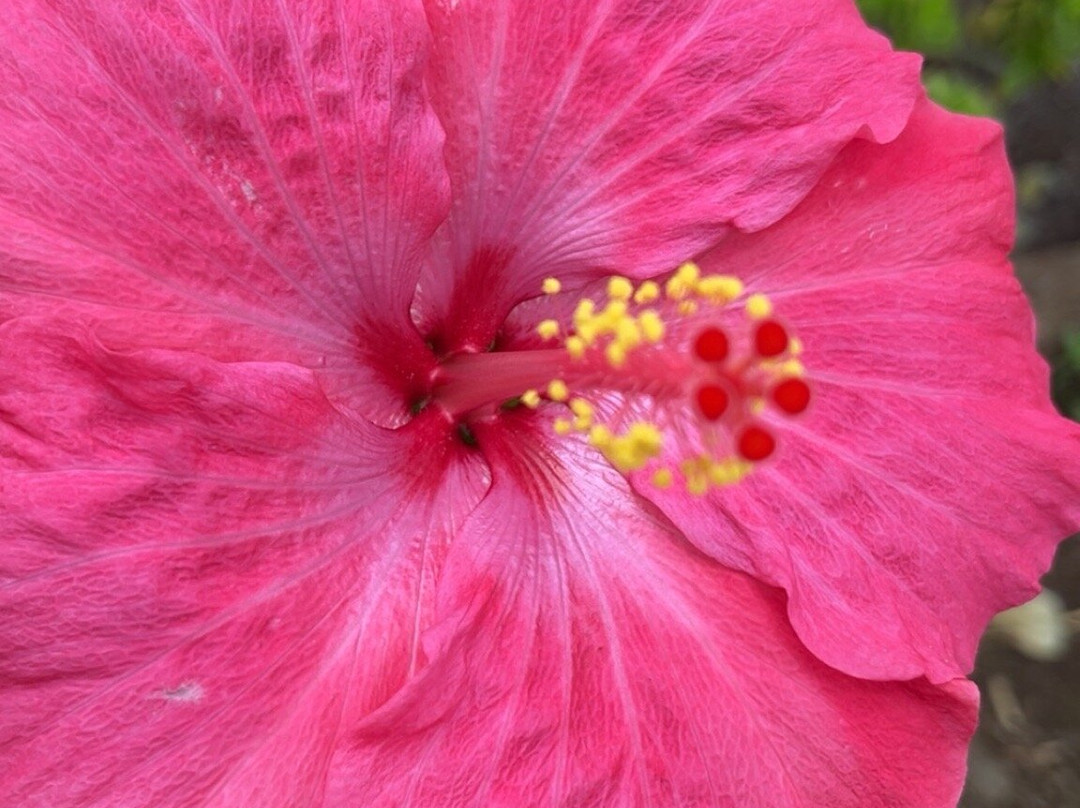 Kula Country Farms-库拉必去景点