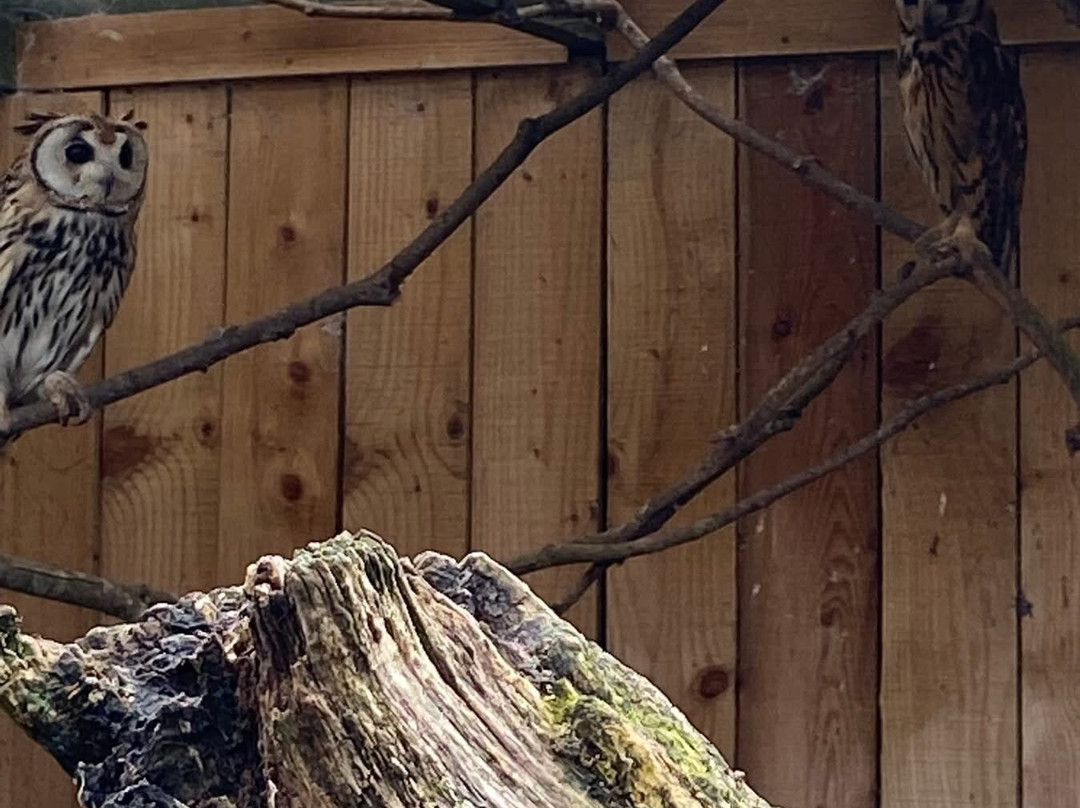 Scottish Owl Centre-Whitburn必去景点