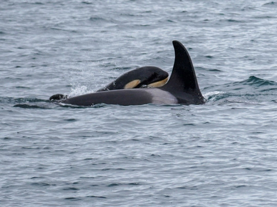 Sound Water Tours-苏厄德必去景点