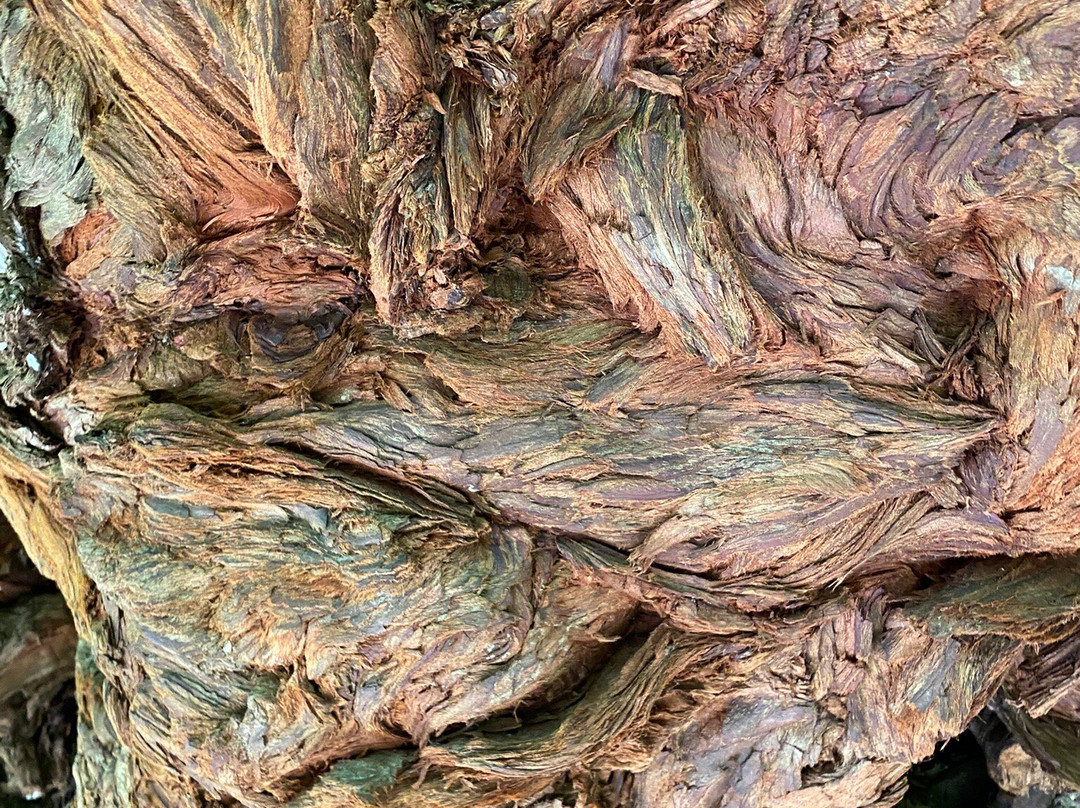 Prairie Creek Redwoods State Park-Orick必去景点