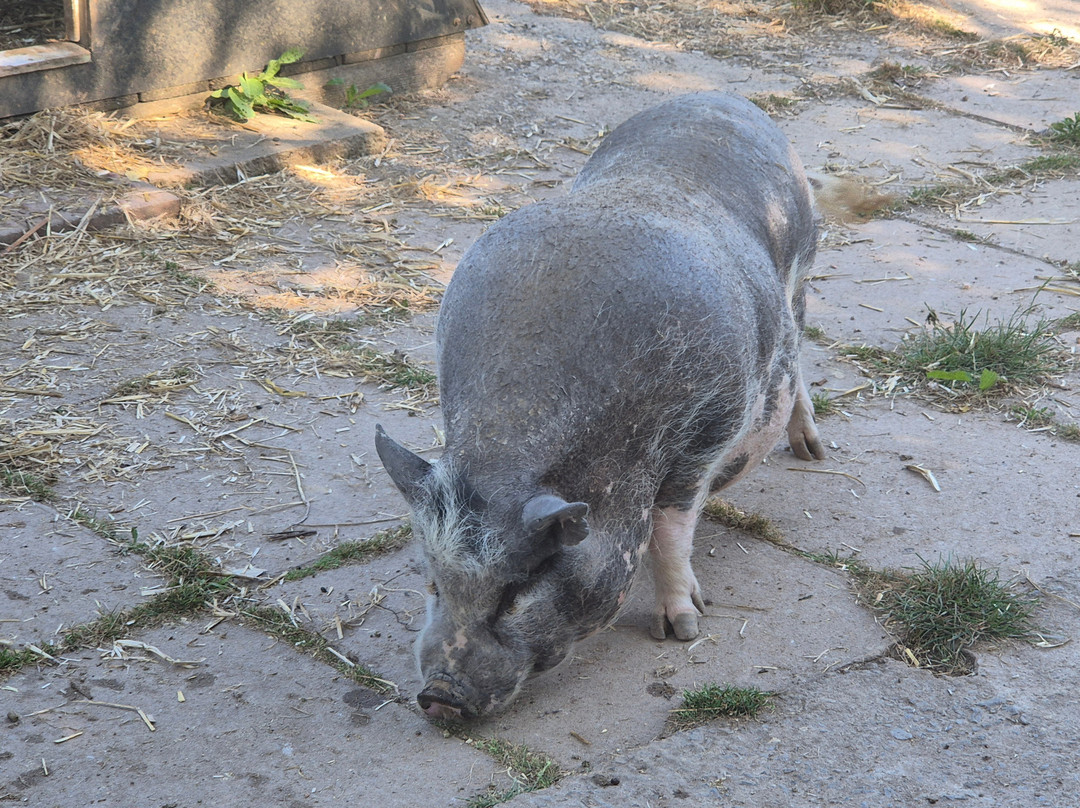 Totnes Rare Breeds Farm-托特尼斯必去景点