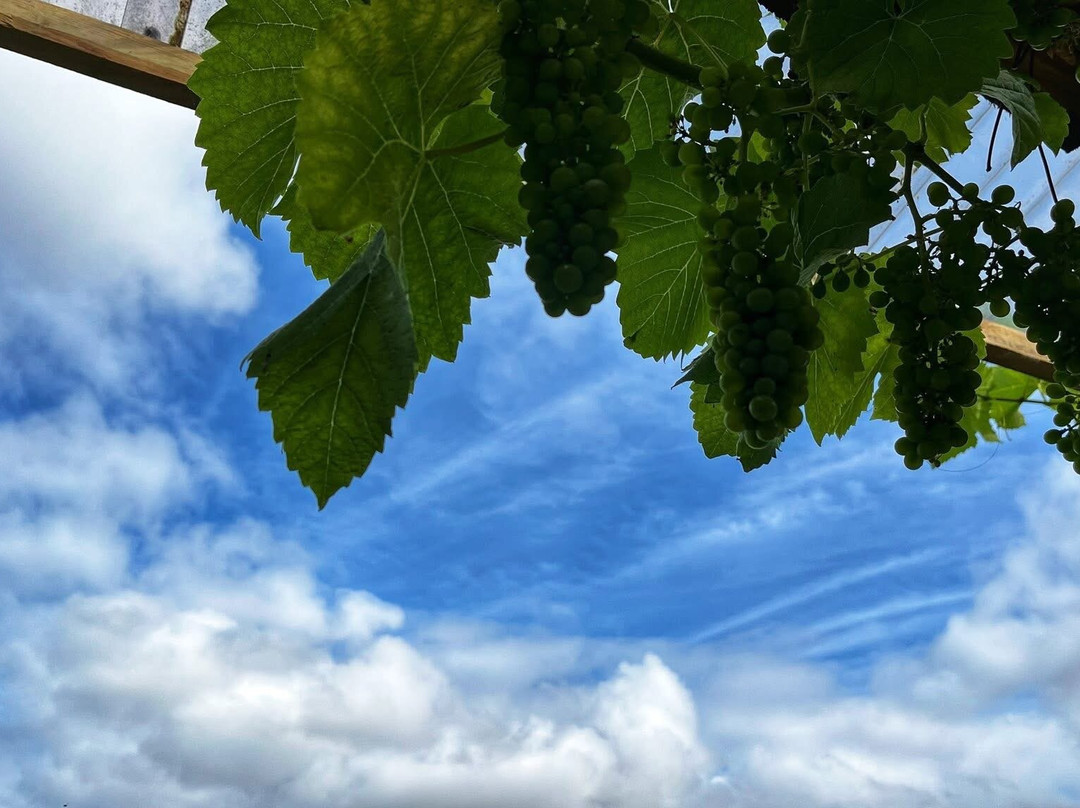Looe Valley Vineyard-卢城必去景点