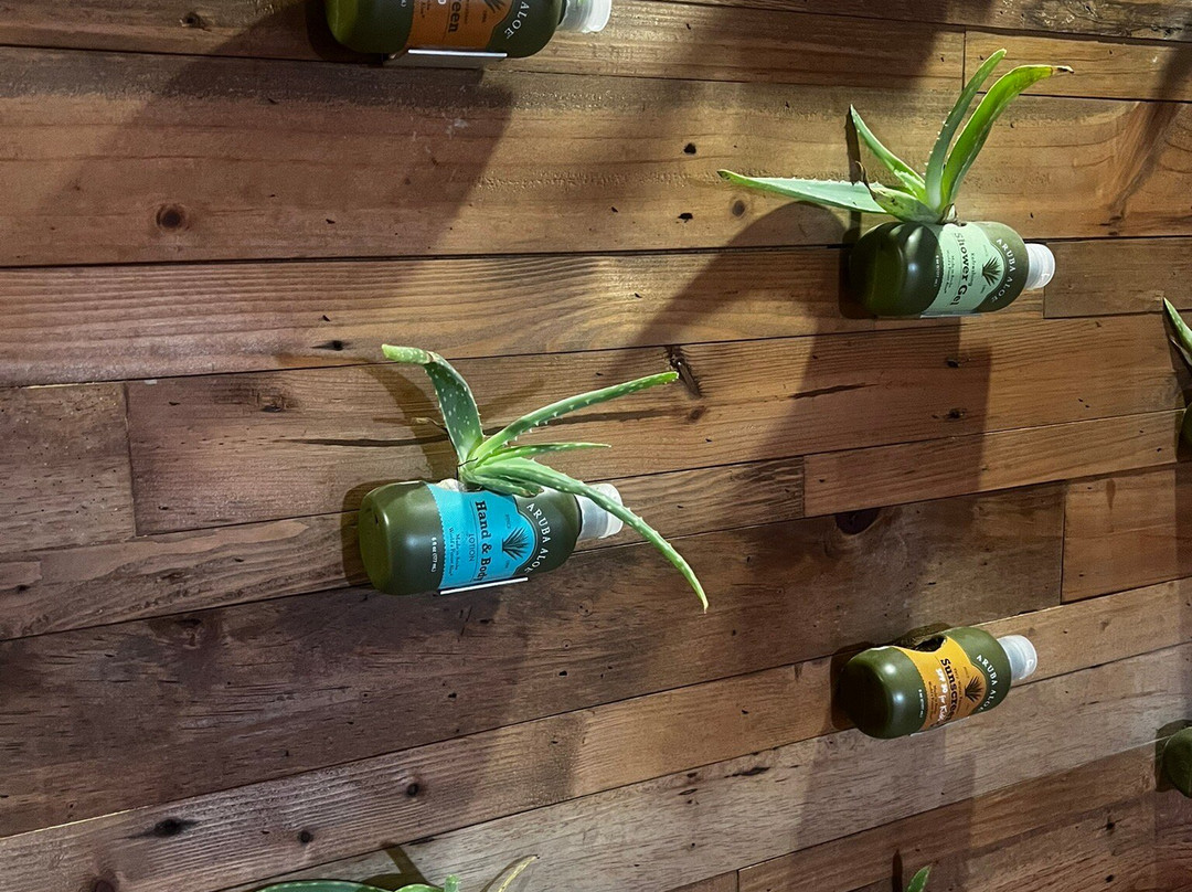 Aruba Aloe Factory, Museum and Store-阿鲁巴岛必去景点