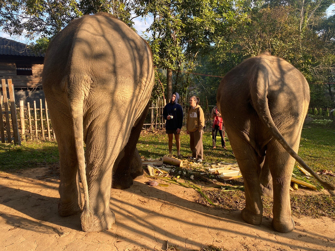 Karen Tribe Native Elephant-清迈必去景点