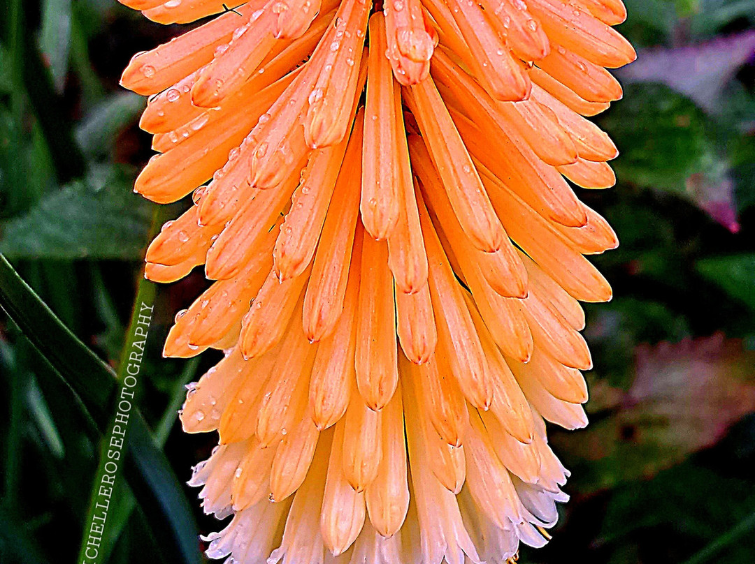 Lamport Hall and Gardens-北安普敦必去景点