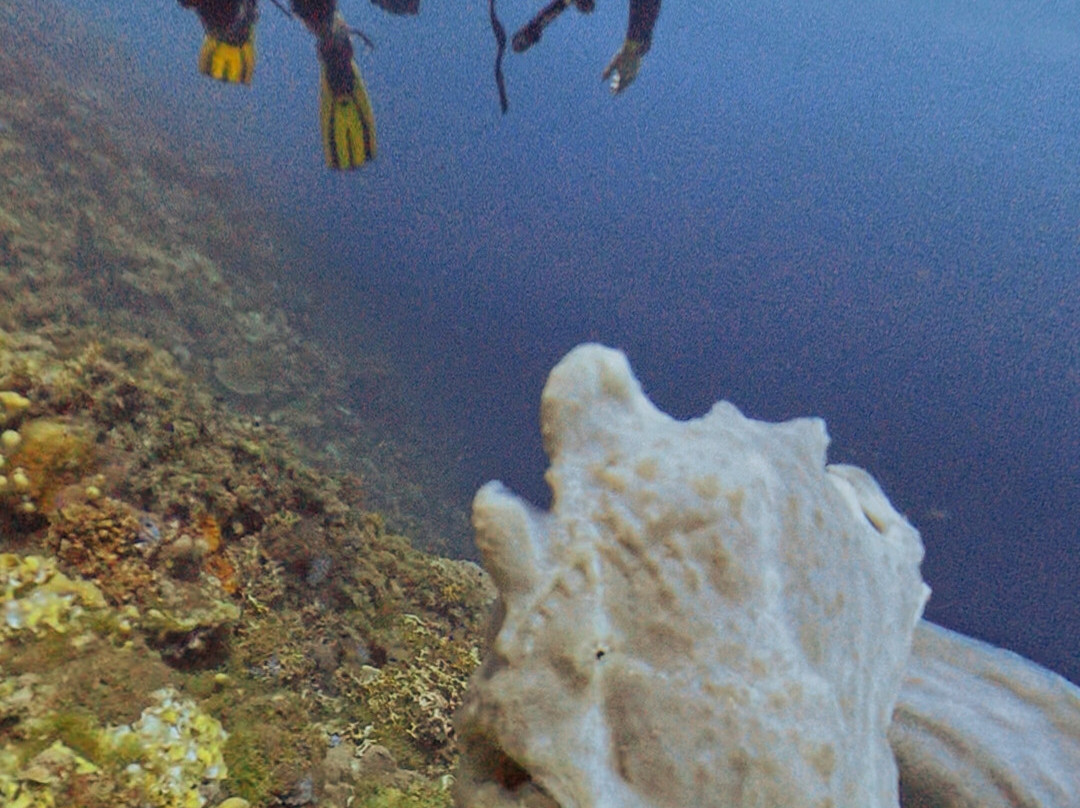 Scotty's Action Sports Network-Panglao必去景点