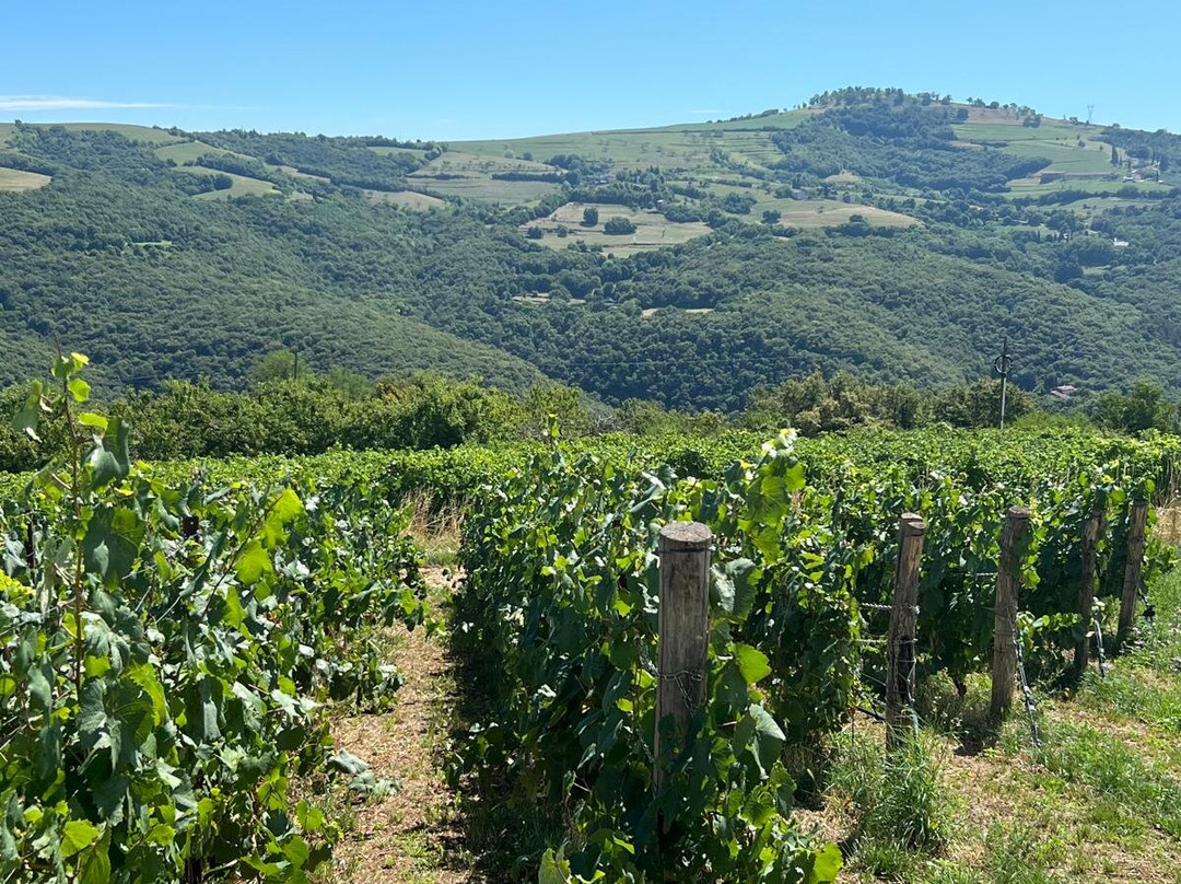 La Collina dei Ciliegi-Grezzana必去景点