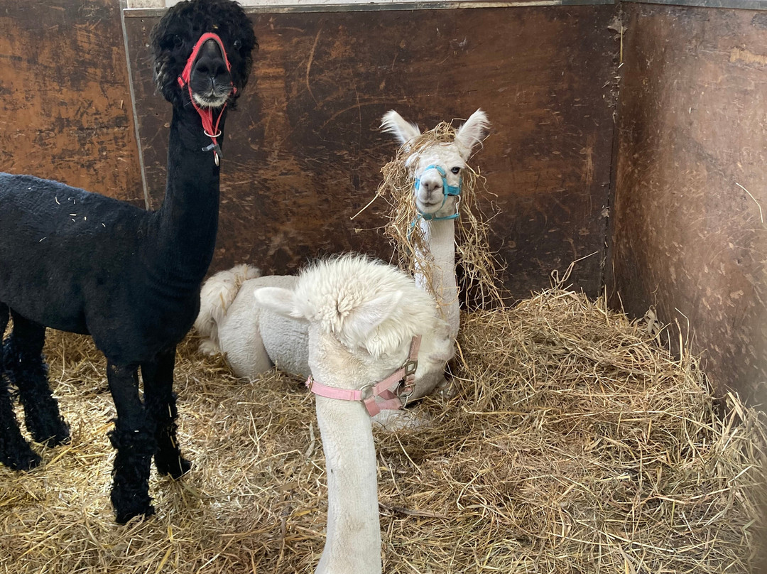 Wandelen met alpaca's-Delfgauw必去景点