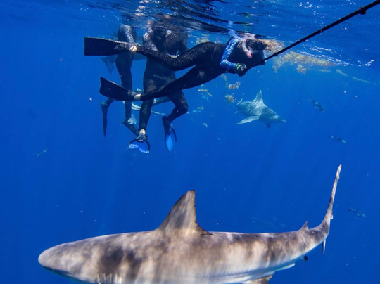 Shark Tours-朱庇特必去景点