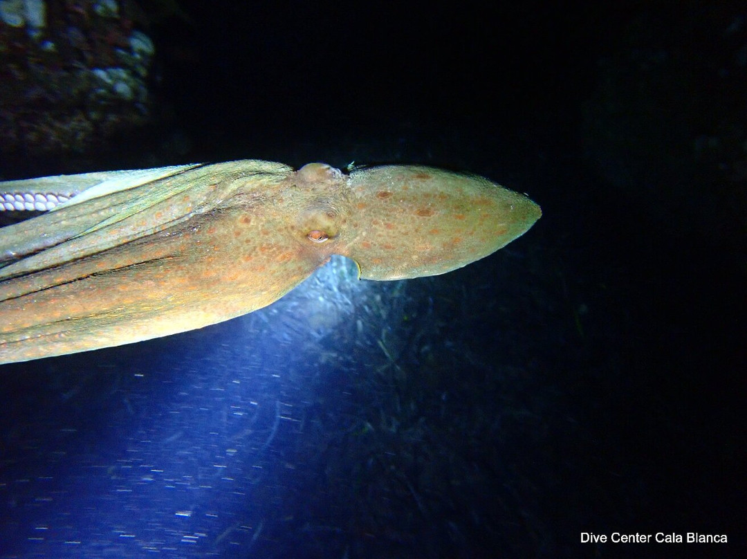 Dive Center Cala Blanca-卡拉布兰卡必去景点