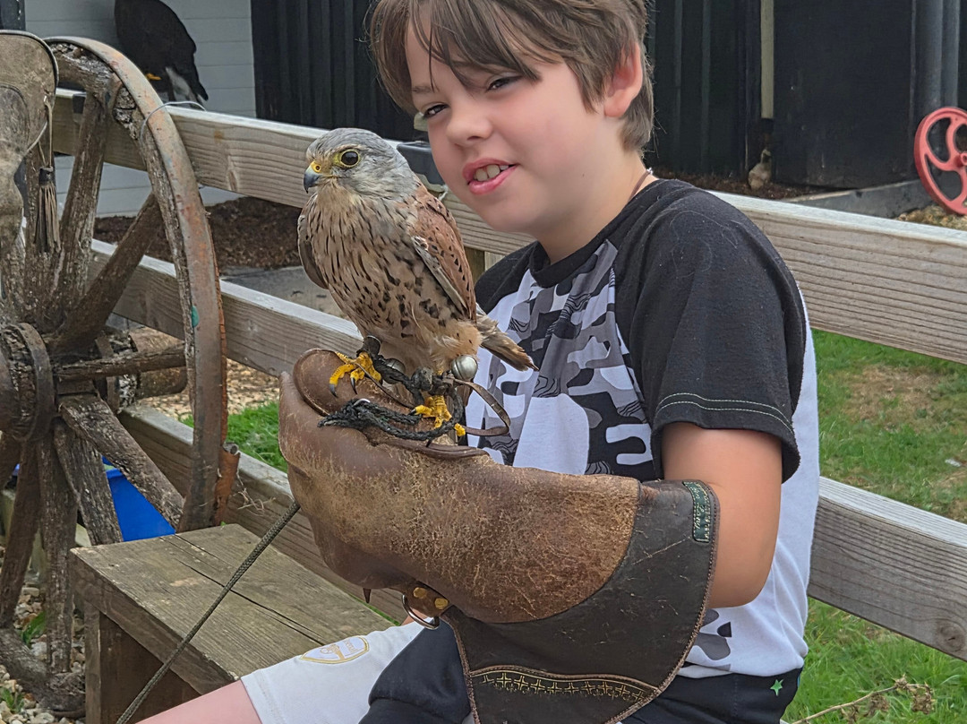 Hawkridge Bird Of Prey Centre-埃克斯茅斯必去景点