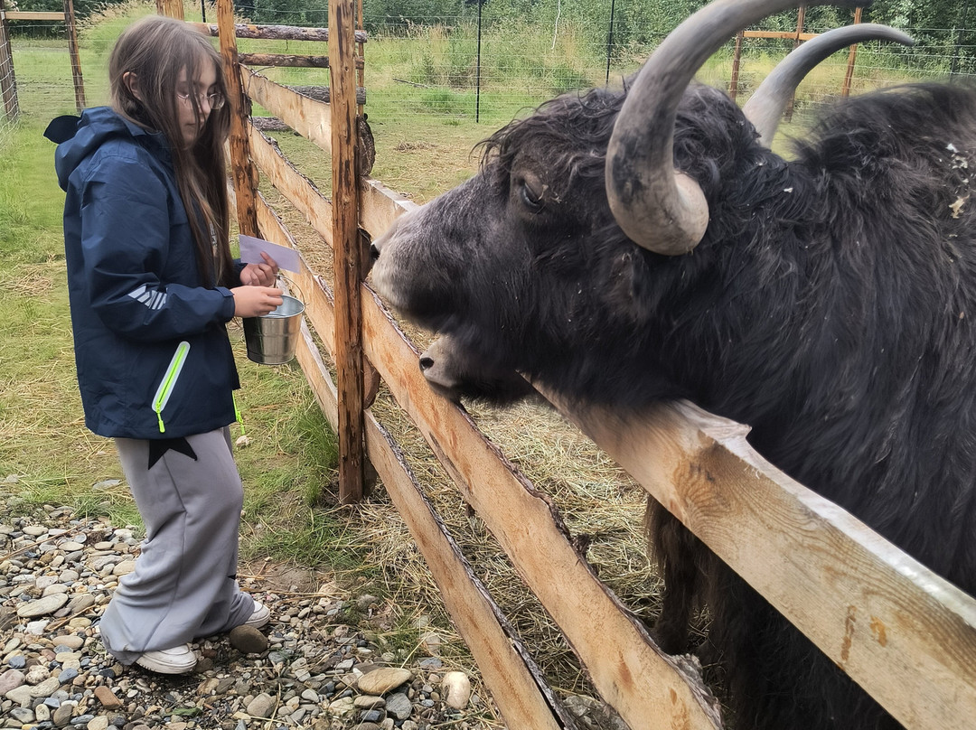 Mammut Mountain Yak Farm-Two Rivers必去景点