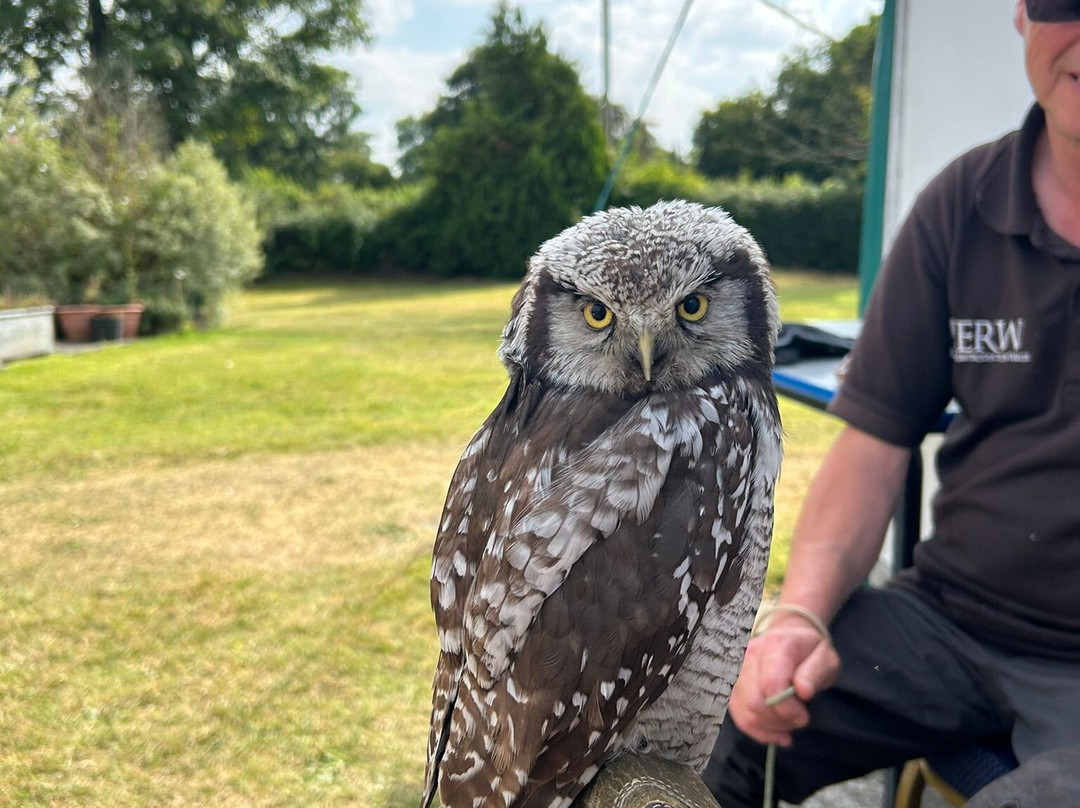 Falconry Experience Wales-Newtown必去景点