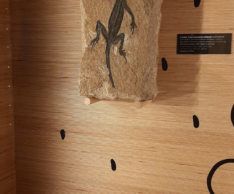 Geological Museum of the Dolomites-普雷达佐必去景点